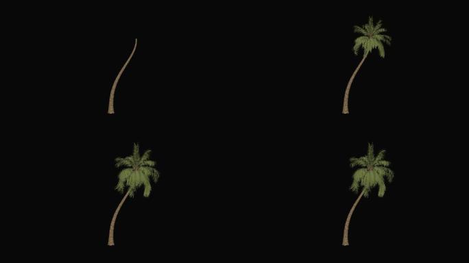 棕榈树 椰子树生长（有alpha通道）