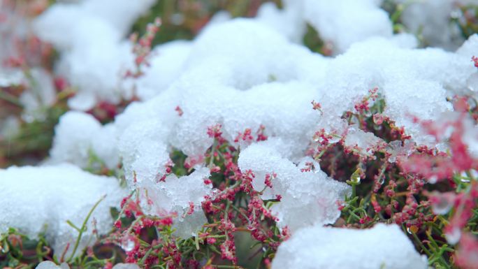 花 雪中花 水滴 下雨