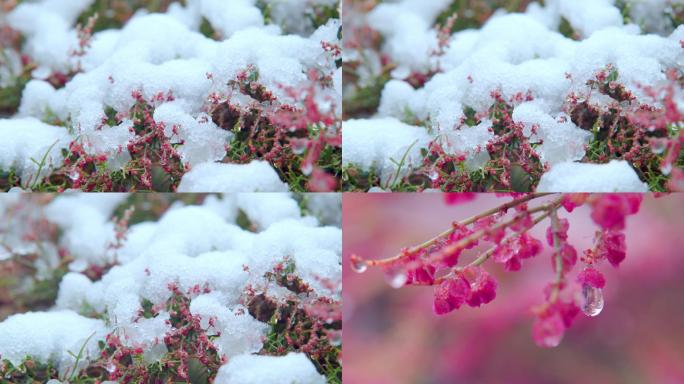 花 雪中花 水滴 下雨