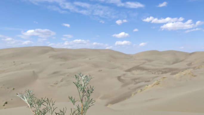 新疆沙漠环视（沙漠植物前置）