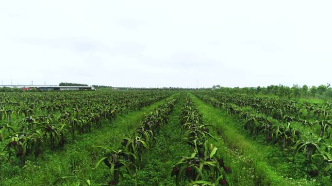 大型火龙果种植基地 火龙果 水果 农业