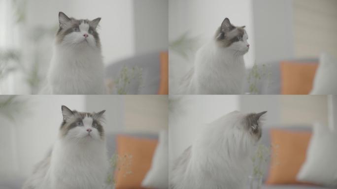 4K布偶猫室内贴舌头表情特写实拍