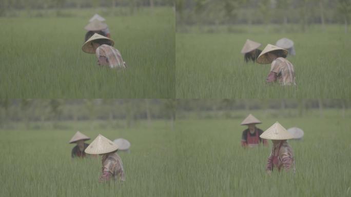 4K农业水稻稻田农民丰收耕种