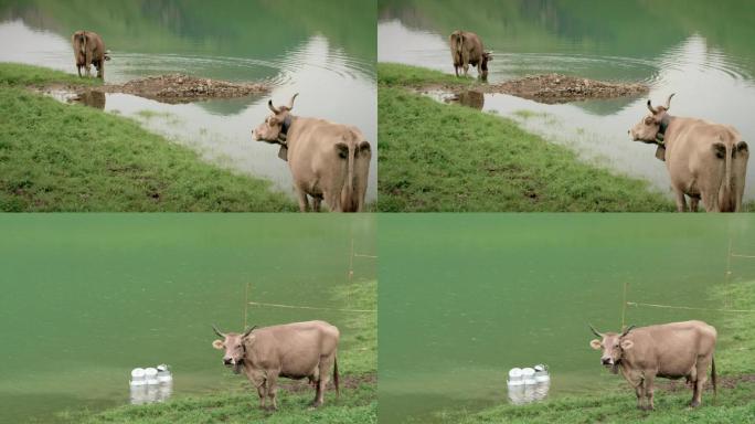 在河边悠闲吃草的奶牛