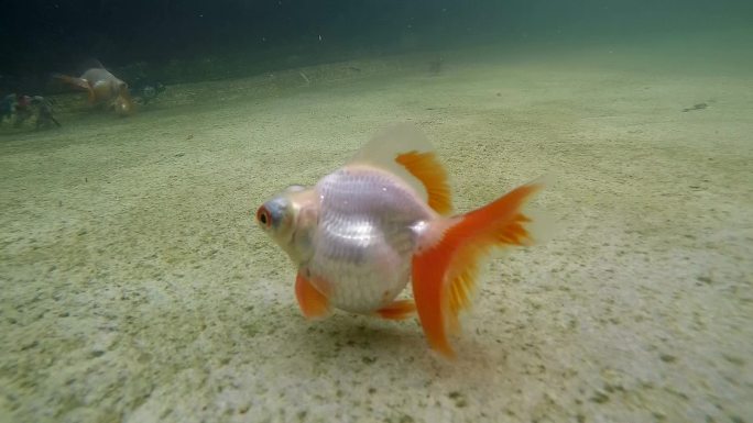 金鱼水下拍摄