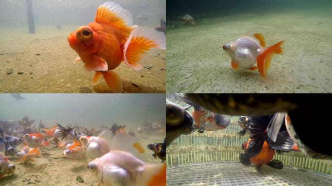 金鱼水下拍摄