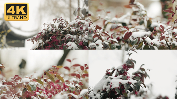 【4K】唯美雪景空镜，红花檵木，雪后景色