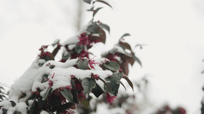 【4K】唯美雪景空镜，红花檵木，雪后景色