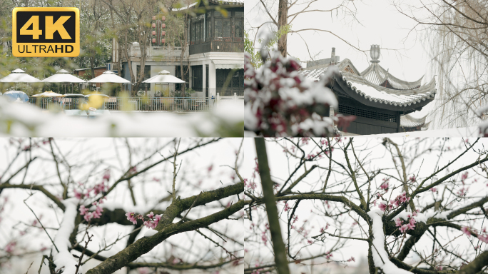 【4K】昆明雪景，昆明下雪桃花在雪中盛开