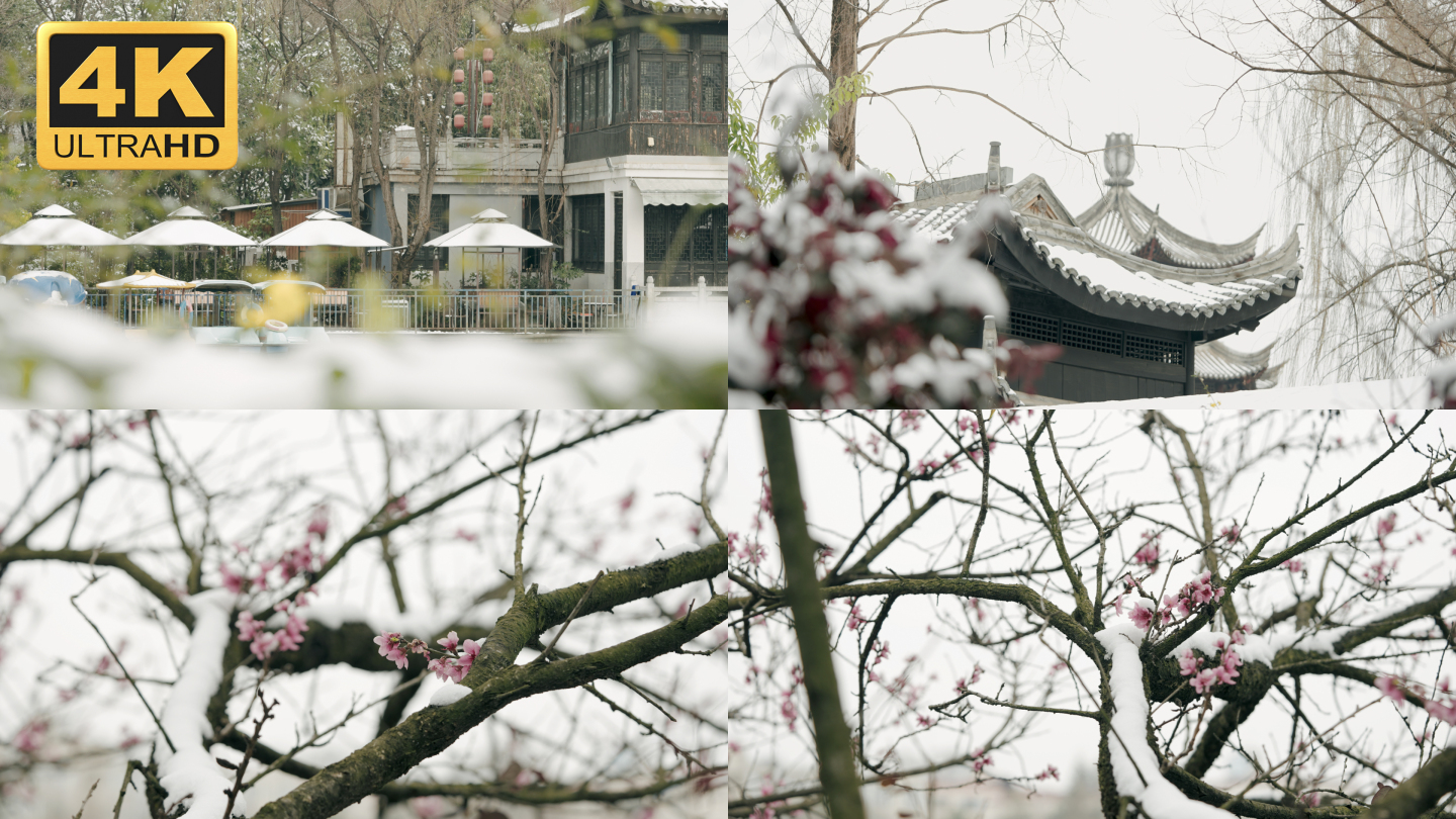【4K】昆明雪景，昆明下雪桃花在雪中盛开