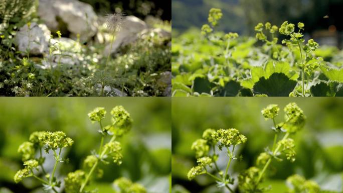 野生药草特写