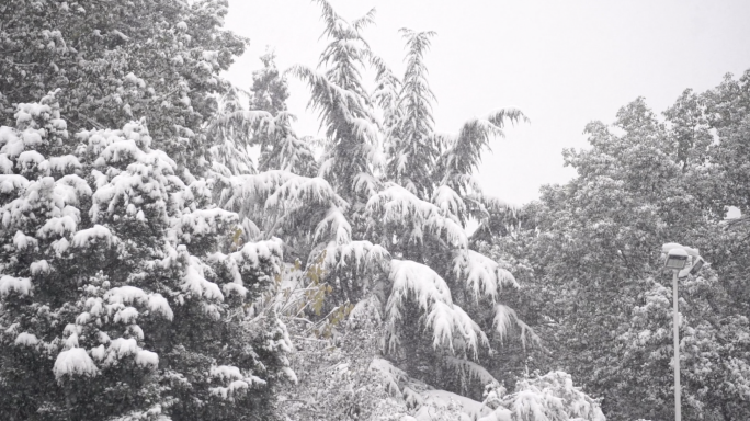 瑞雪压枝头下雪通用素材