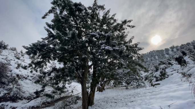 江南浙江冬天寒潮下雪香榧古树