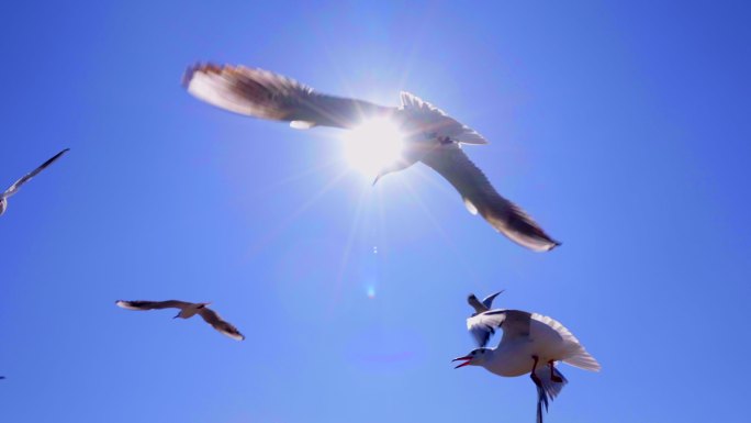 一群鸟儿在天空飞翔-自由飞翔