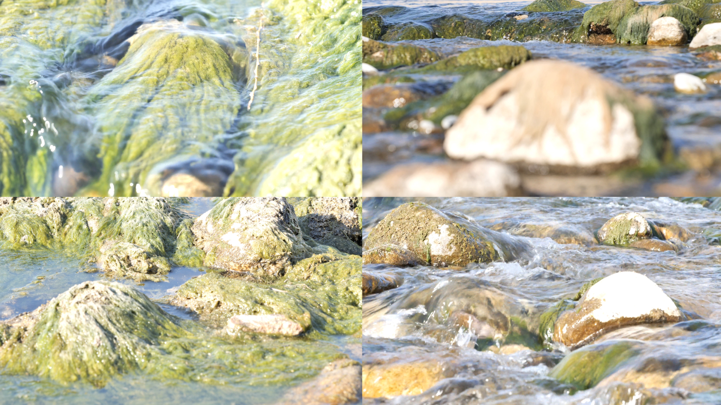 【4K】水藻-水污染