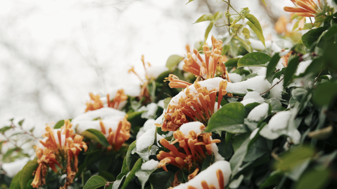 【4K】雪中炮仗花，炮仗花实拍素材