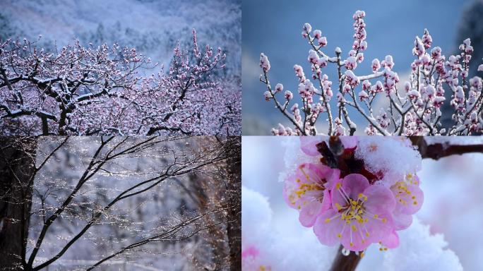 下雪冬天桃花梅花