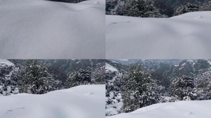 江南浙江冬天寒潮冷空气下雪古树积雪香榧