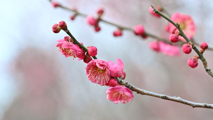 初春梅花实拍素材冬季腊梅红梅花