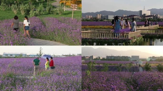 薰衣草种植基地甘肃金昌市紫金苑紫金花海