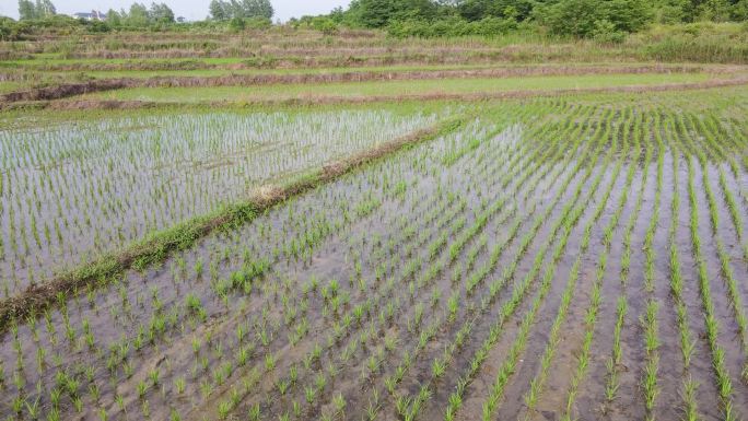 人工种植水稻