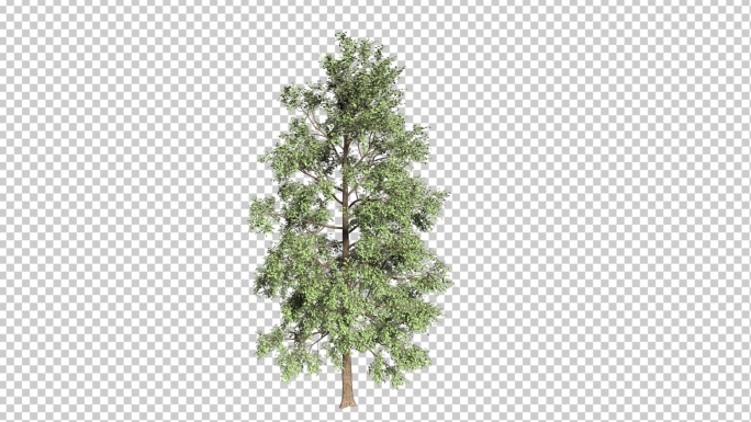 可换背景树木生长动画视频素材