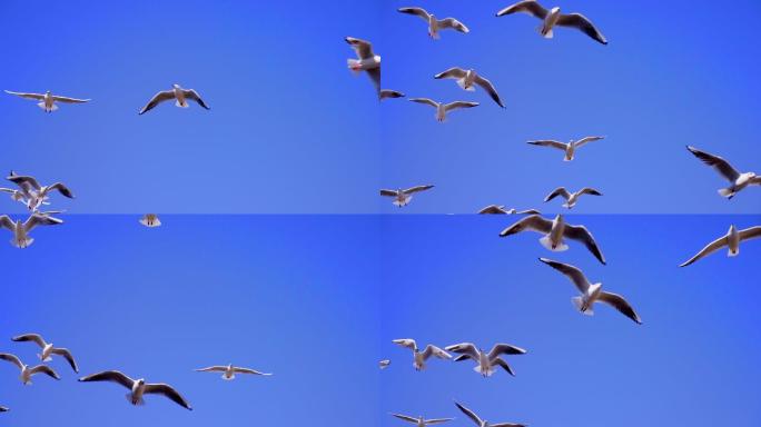 飞鸟慢动作-鸽子飞过天空-海鸥飞翔