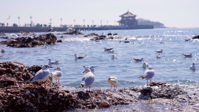 大海，沙滩，海浪海鸥