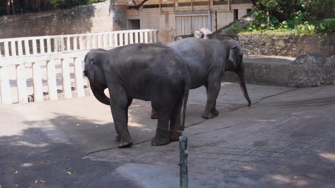 大象 野生动物园 野生象