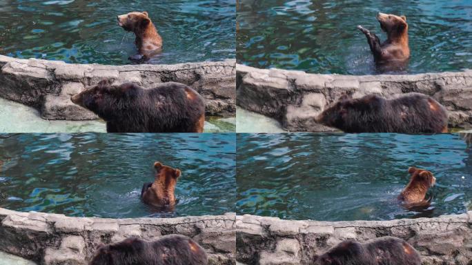 大黑熊洗澡嬉戏 熊 小熊 棕熊 黑熊