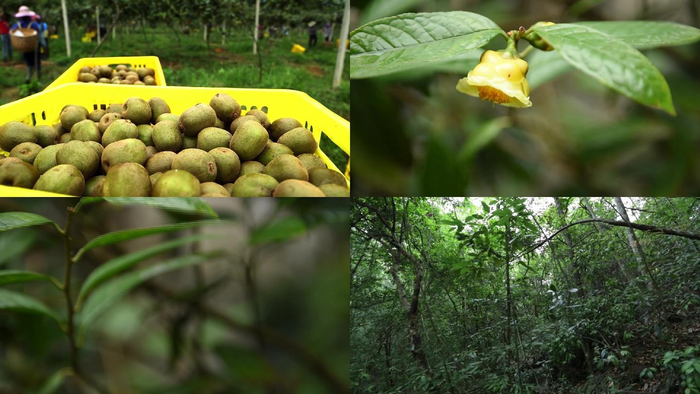 农民在采收猕猴桃 漂亮的原始森林 金花茶