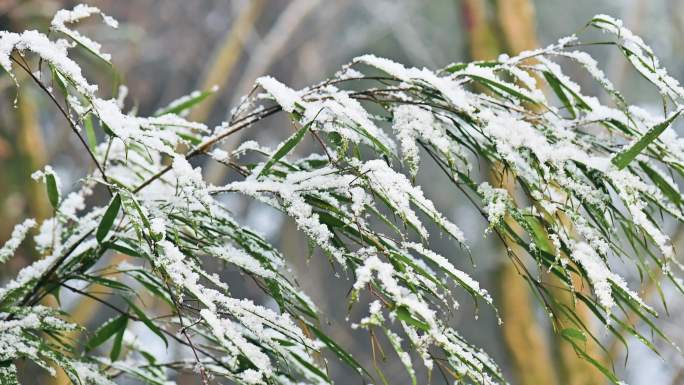 唯美意境青翠竹叶上的皑皑白雪生机盎然