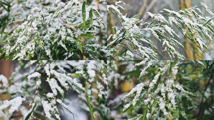 唯美意境青翠竹叶上的皑皑白雪生机盎然