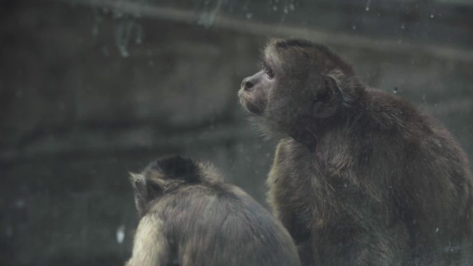 猴子动物园自然野生特写长镜头儿童看猴