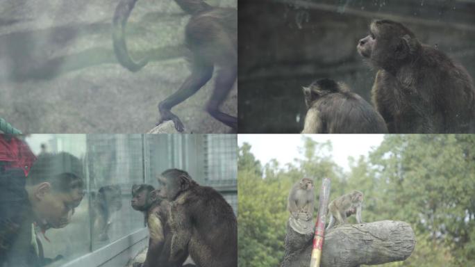 猴子动物园自然野生特写长镜头儿童看猴