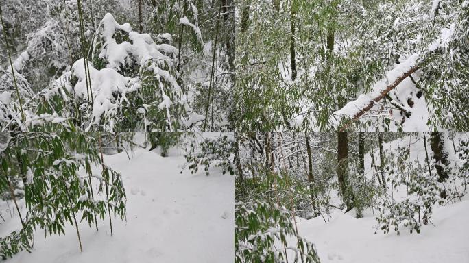 越冬的天然野生竹林竹笋生长环境