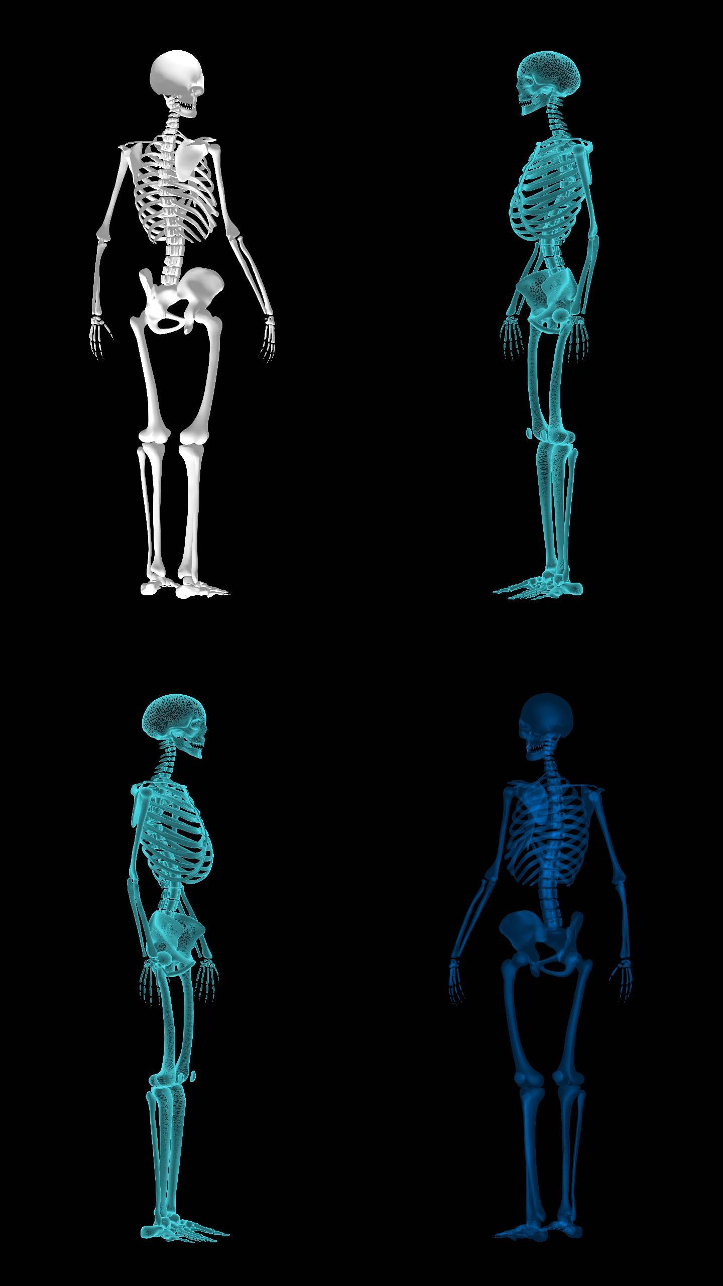 人体骨骼透明通道4K