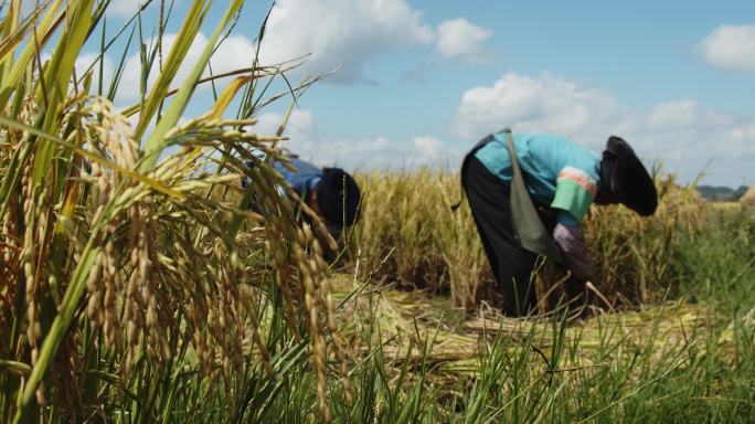 少数民族农民收割稻谷