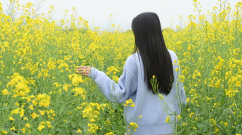 4k油菜花海里的少女视频素材包