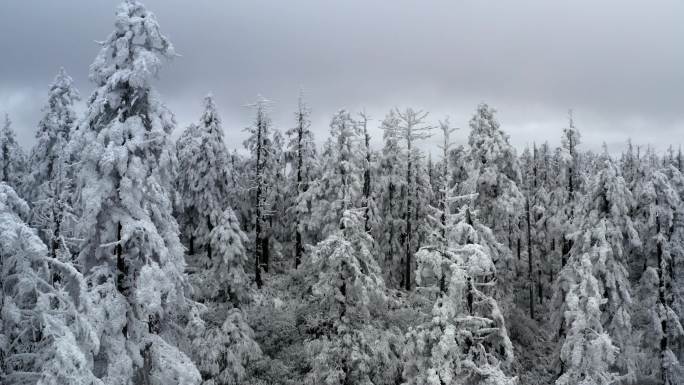 冰雪覆盖的森林