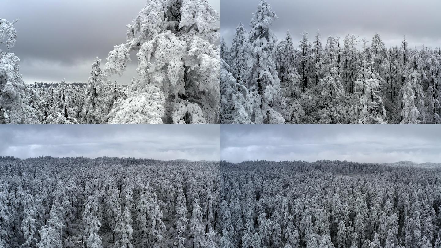 冰雪覆盖的森林