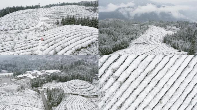 老川茶基地茶园越冬雪景航拍