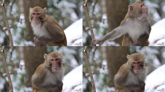 4k下雪天猴子在树枝上实拍特写