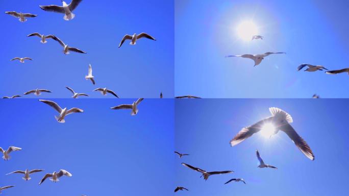 鸟儿在天空飞翔-自由飞行的鸟儿