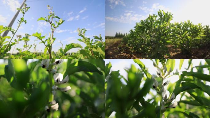 田地里的蔬菜 有机蔬菜 绿色蔬菜 蚕豆花