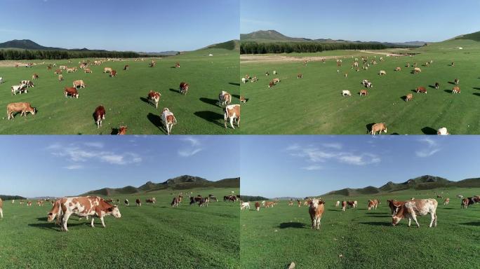 草原养牛有机生态牧场航拍