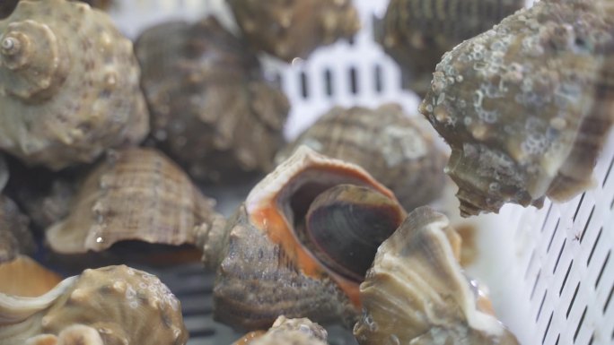 海鲜市场 海鲜 海螺 美食 大排档 烧烤