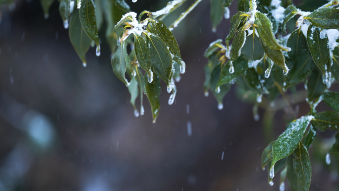 寒冷冬季结冰雪花泉水