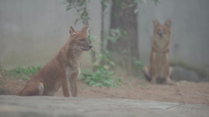 狐狸 树林  自然生态 动物园