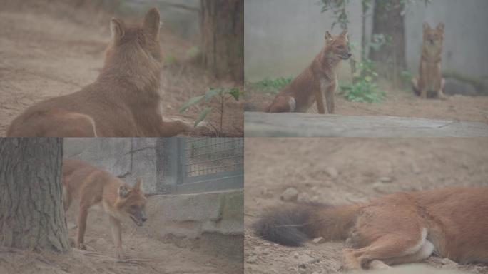 狐狸 树林  自然生态 动物园